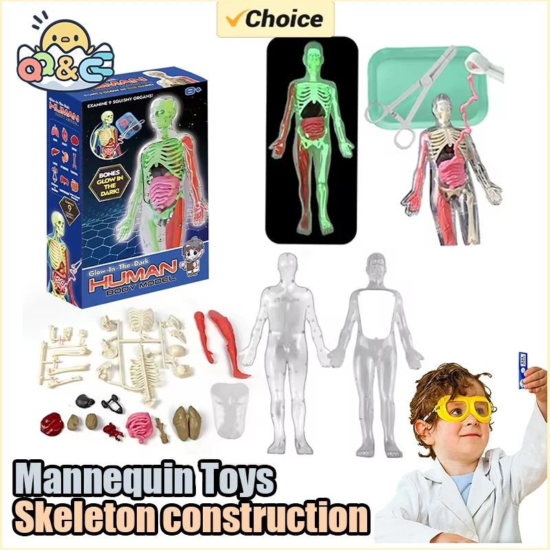 Human Skeleton Organ Anatomy B - Kids Education Music 评论和价格