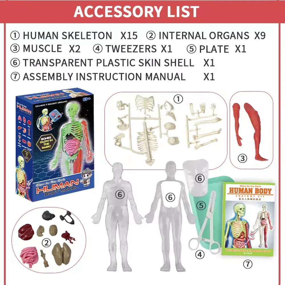 Human Skeleton Organ Anatomy B - Kids Education Music 评论和价格